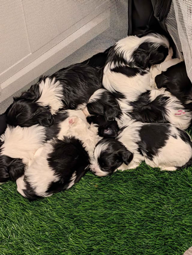 AKC Champion sired Havanese Puppies media 13