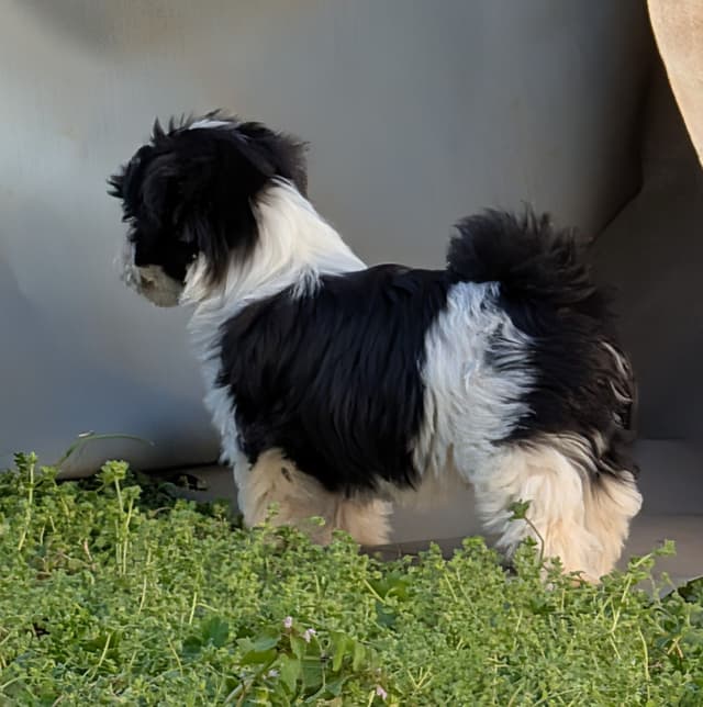 AKC Champion sired Havanese Puppies media 3