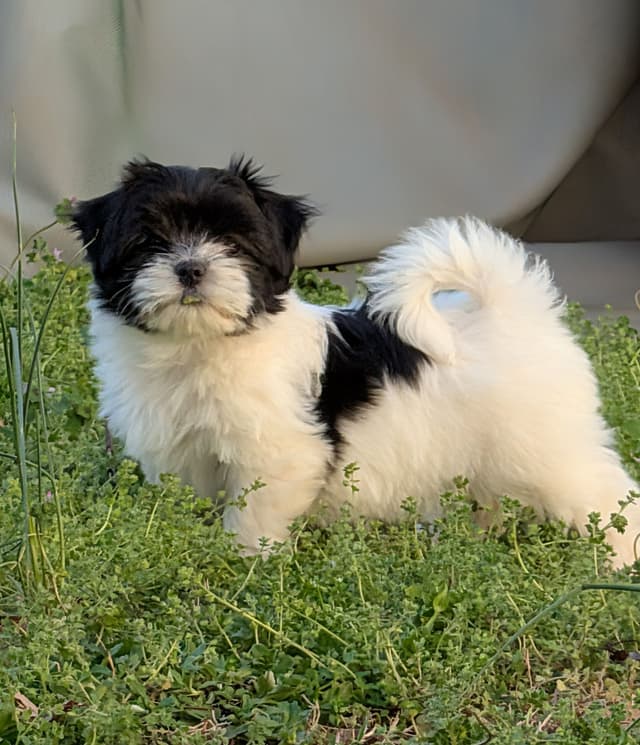 AKC Champion sired Havanese Puppies media 14