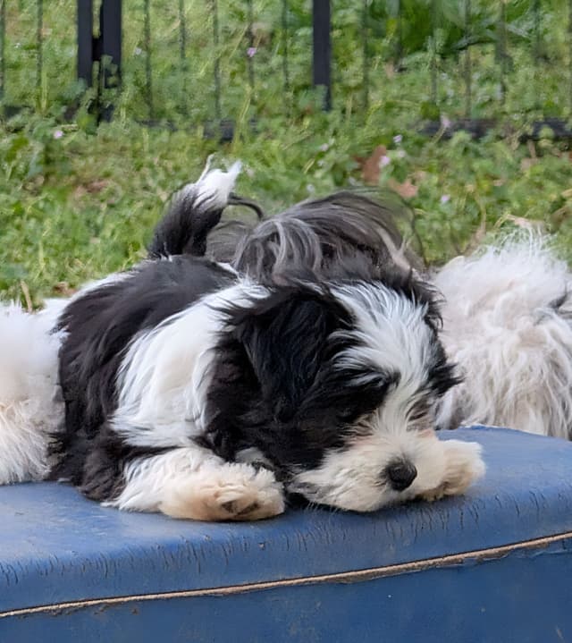 AKC Champion sired Havanese Puppies media 15