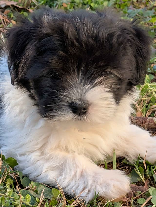 AKC Champion sired Havanese Puppies media 16