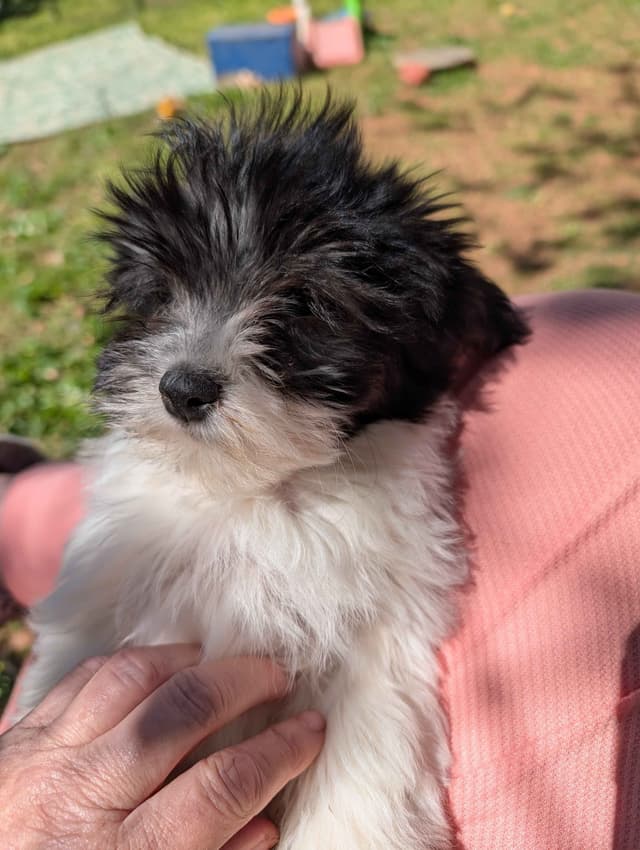 AKC Champion sired Havanese Puppies media 17