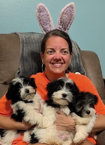 AKC Champion sired Havanese Puppies media 4