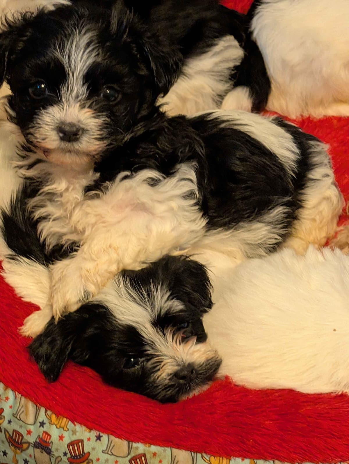 AKC Champion sired Havanese Puppies breeder image 23