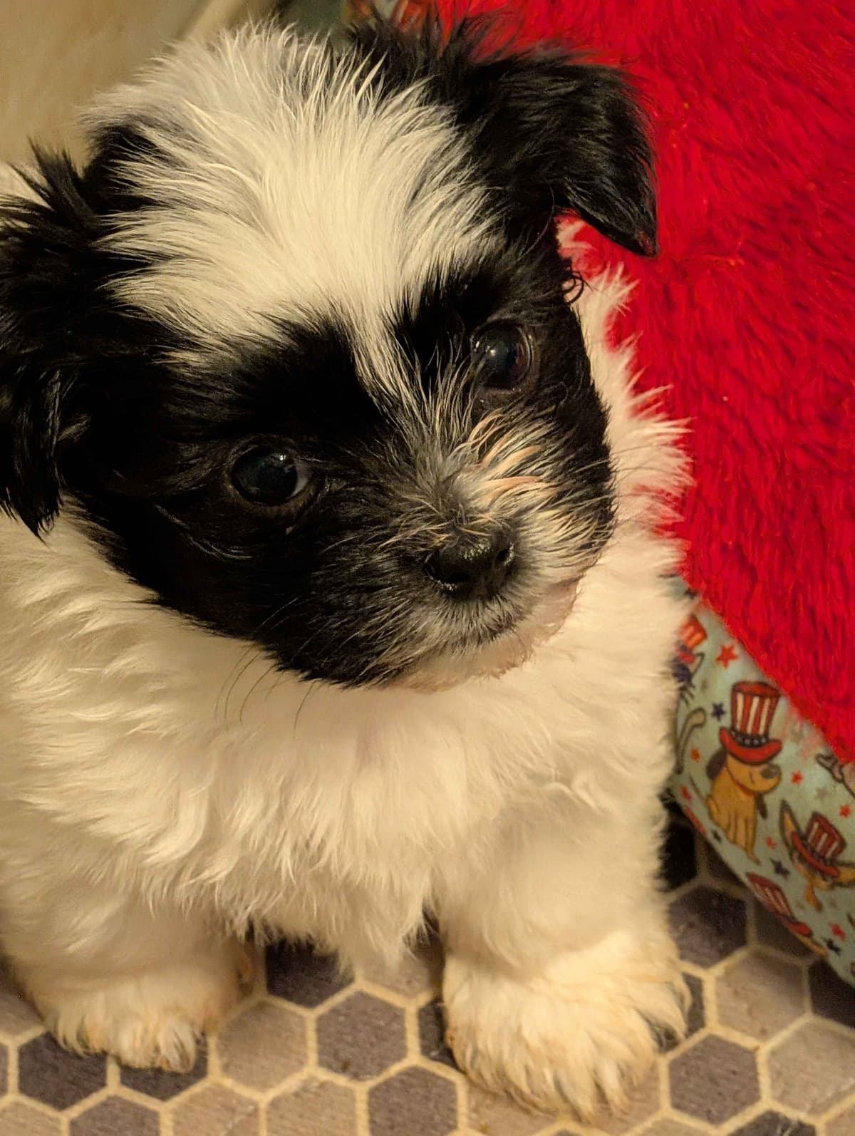 AKC Champion sired Havanese Puppies breeder image 24