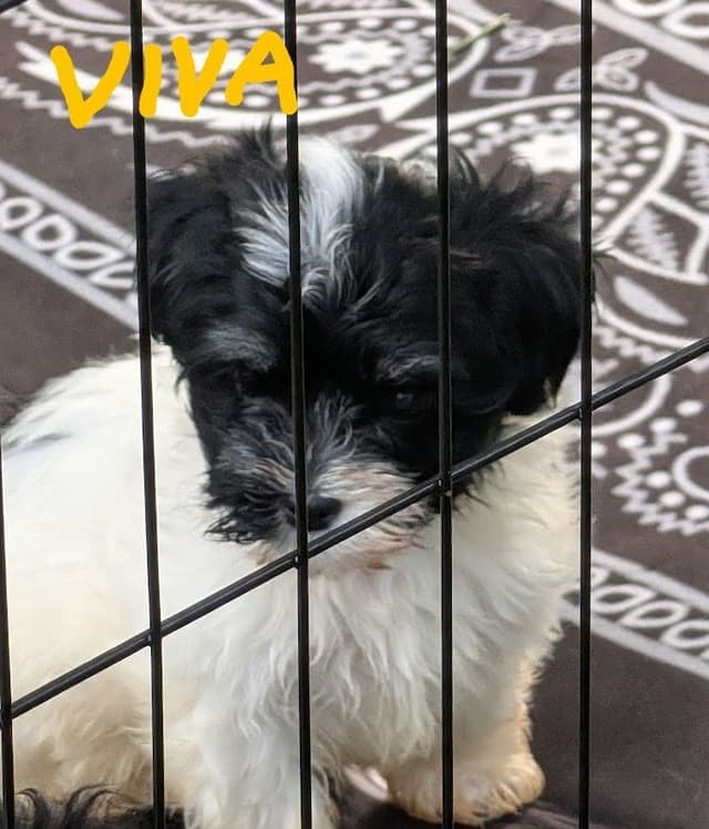 Cinco De  Mayo Havanese Puppies! media 2