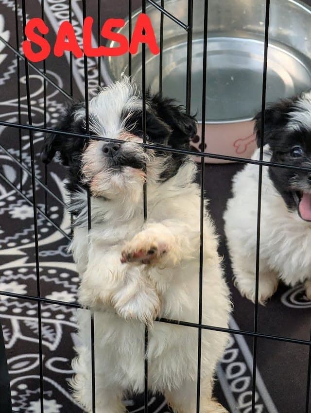 Cinco De  Mayo Havanese Puppies! media 3