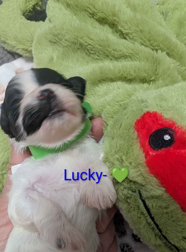 Cinco De  Mayo Havanese Puppies! media 4