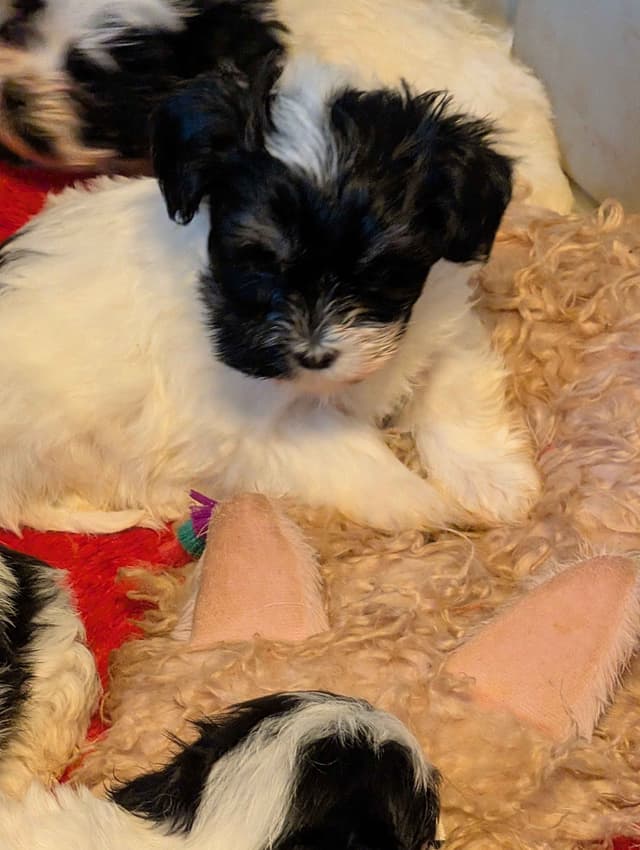 Cinco De  Mayo Havanese Puppies! media 5