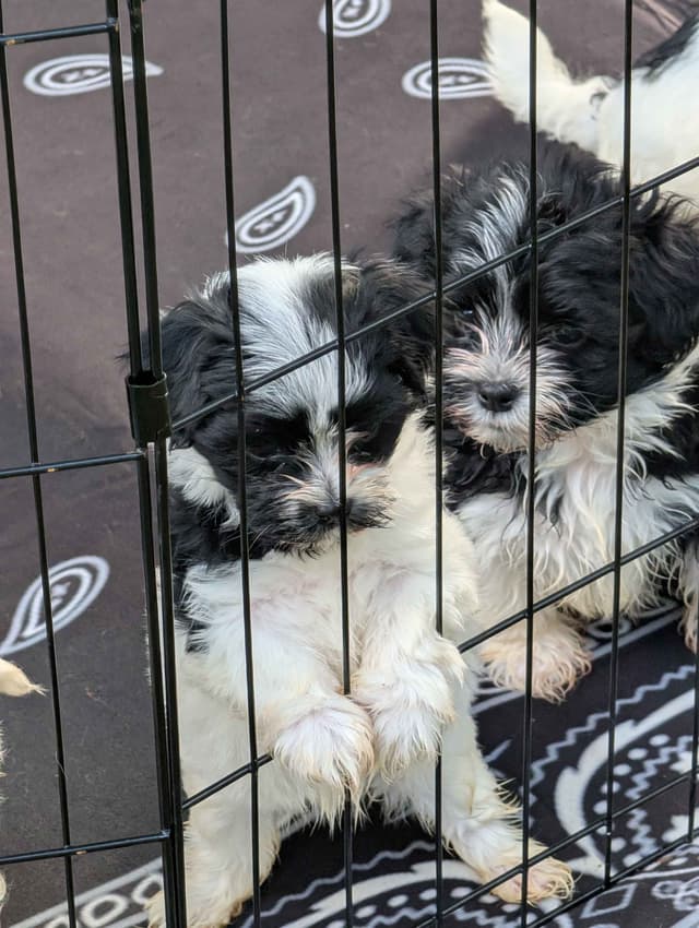 Cinco De  Mayo Havanese Puppies! media 7
