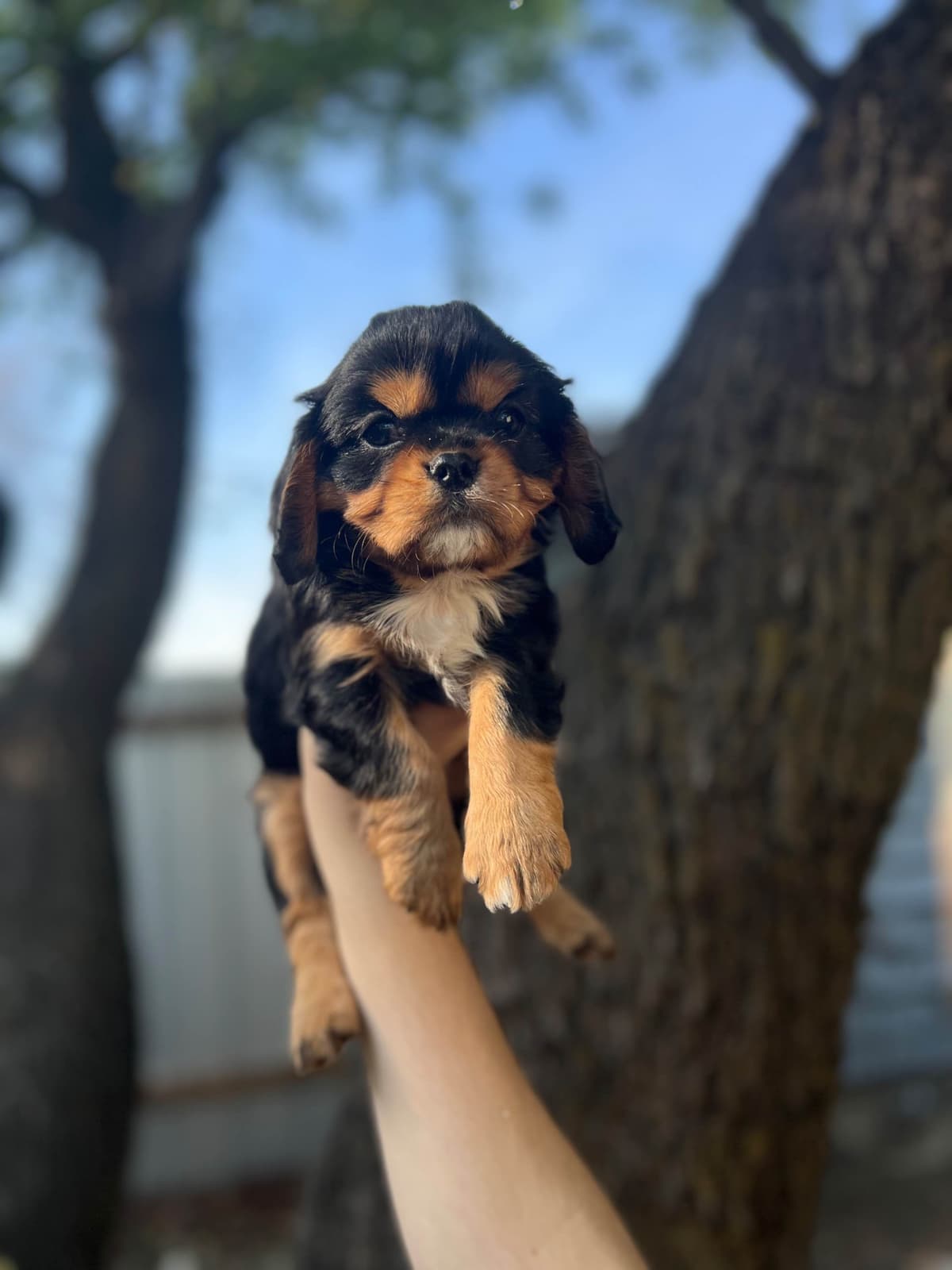 💛 Cavalier King Charles Spaniel Puppies🐶 breeder image 4