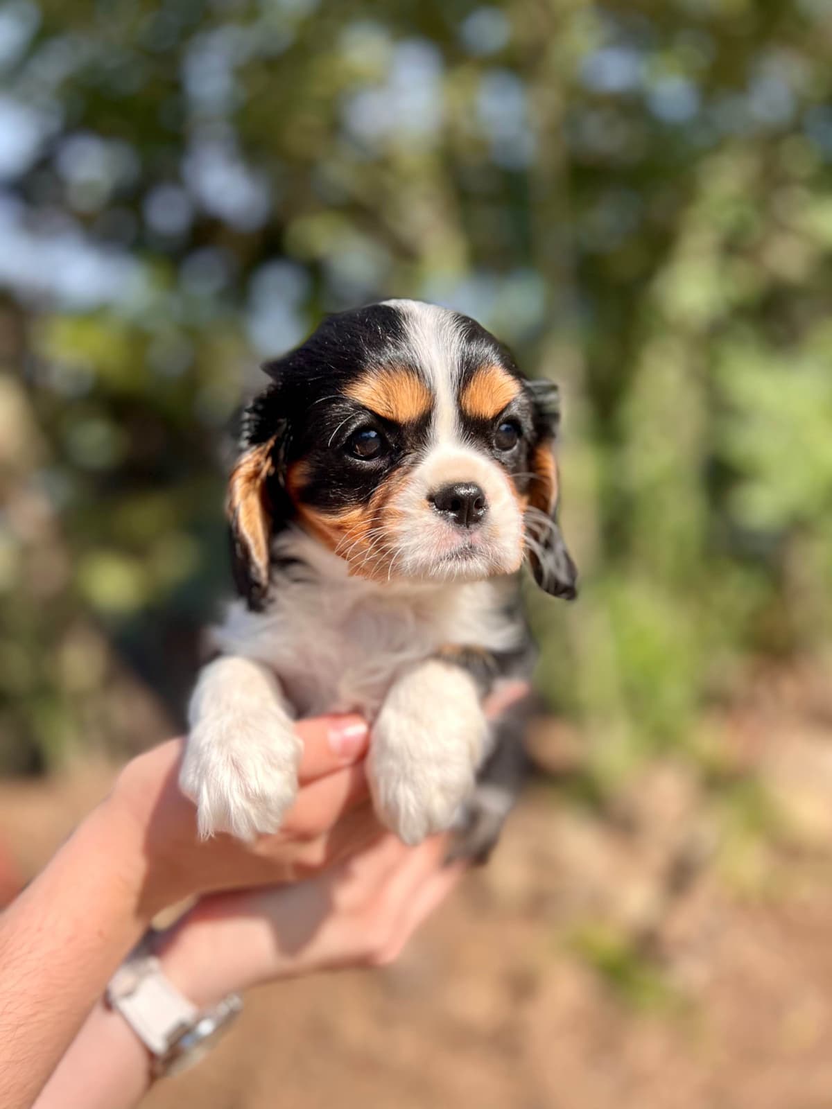 💛 Cavalier King Charles Spaniel Puppies🐶 breeder image 8