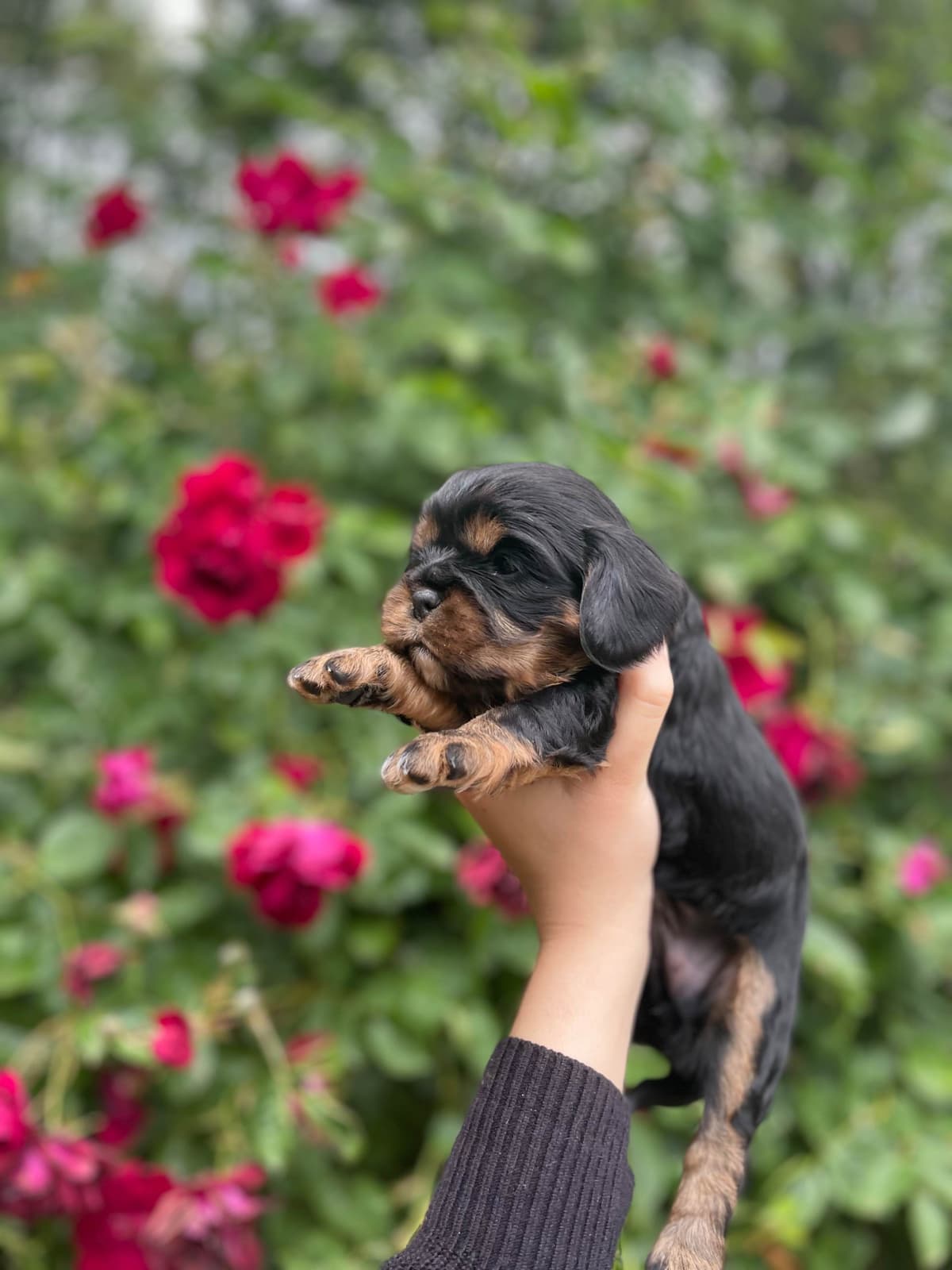 💛 Cavalier King Charles Spaniel Puppies🐶 breeder image 9