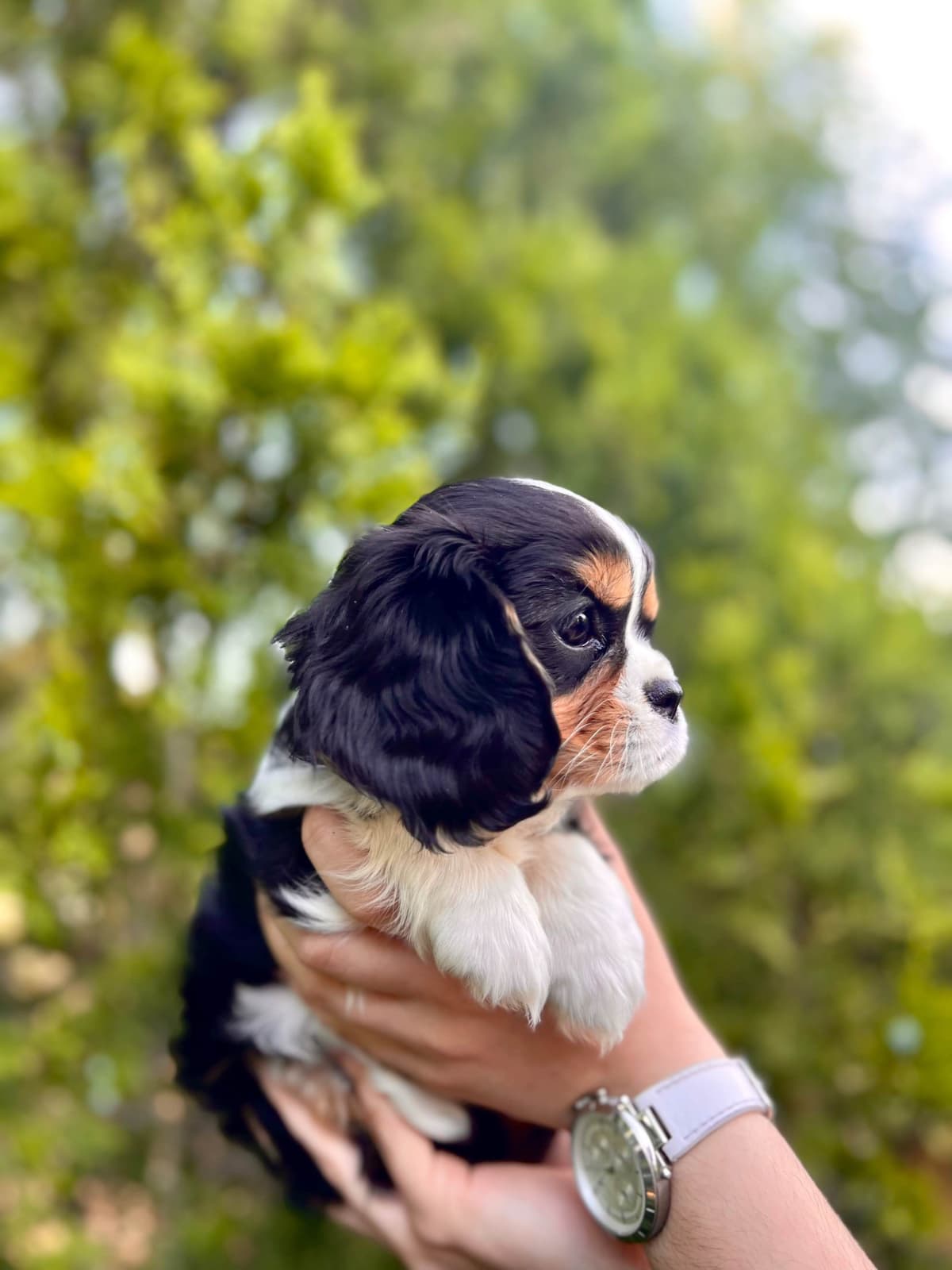 💛 Cavalier King Charles Spaniel Puppies🐶 breeder image 5