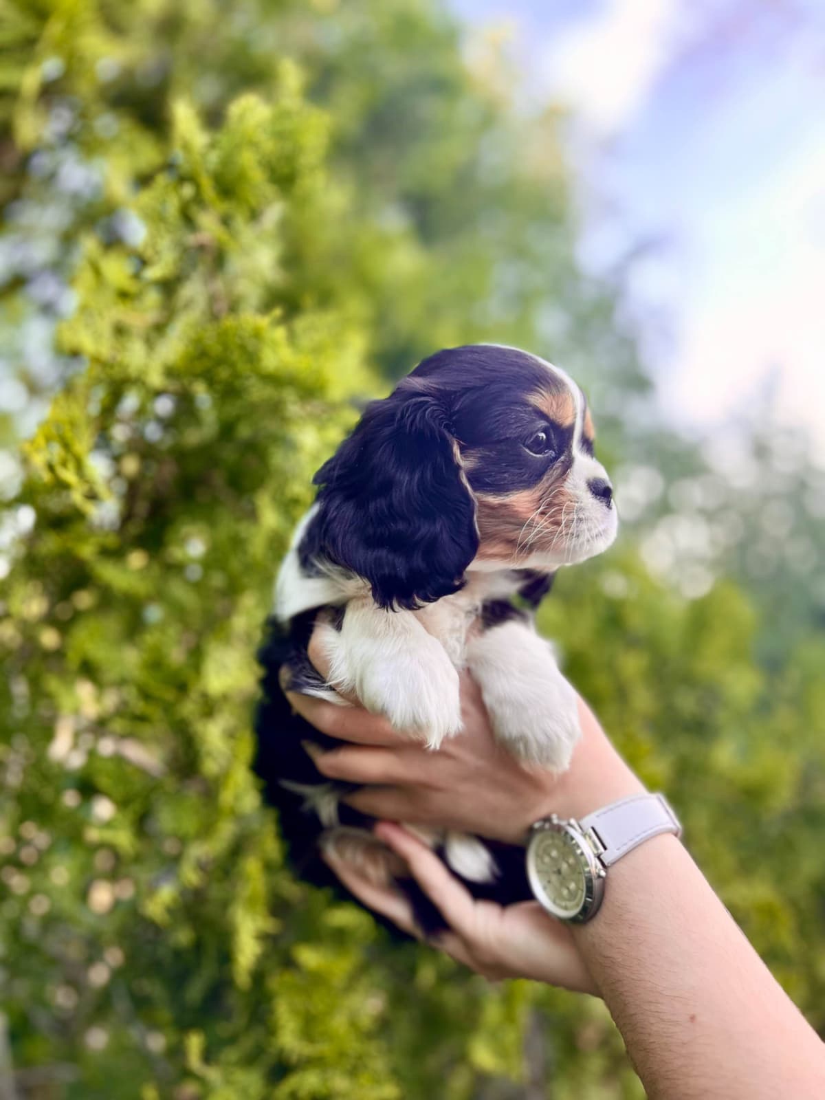 💛 Cavalier King Charles Spaniel Puppies🐶 breeder image 10