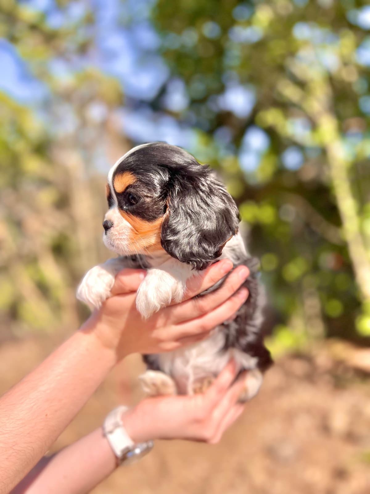 💛 Cavalier King Charles Spaniel Puppies🐶 breeder image 11