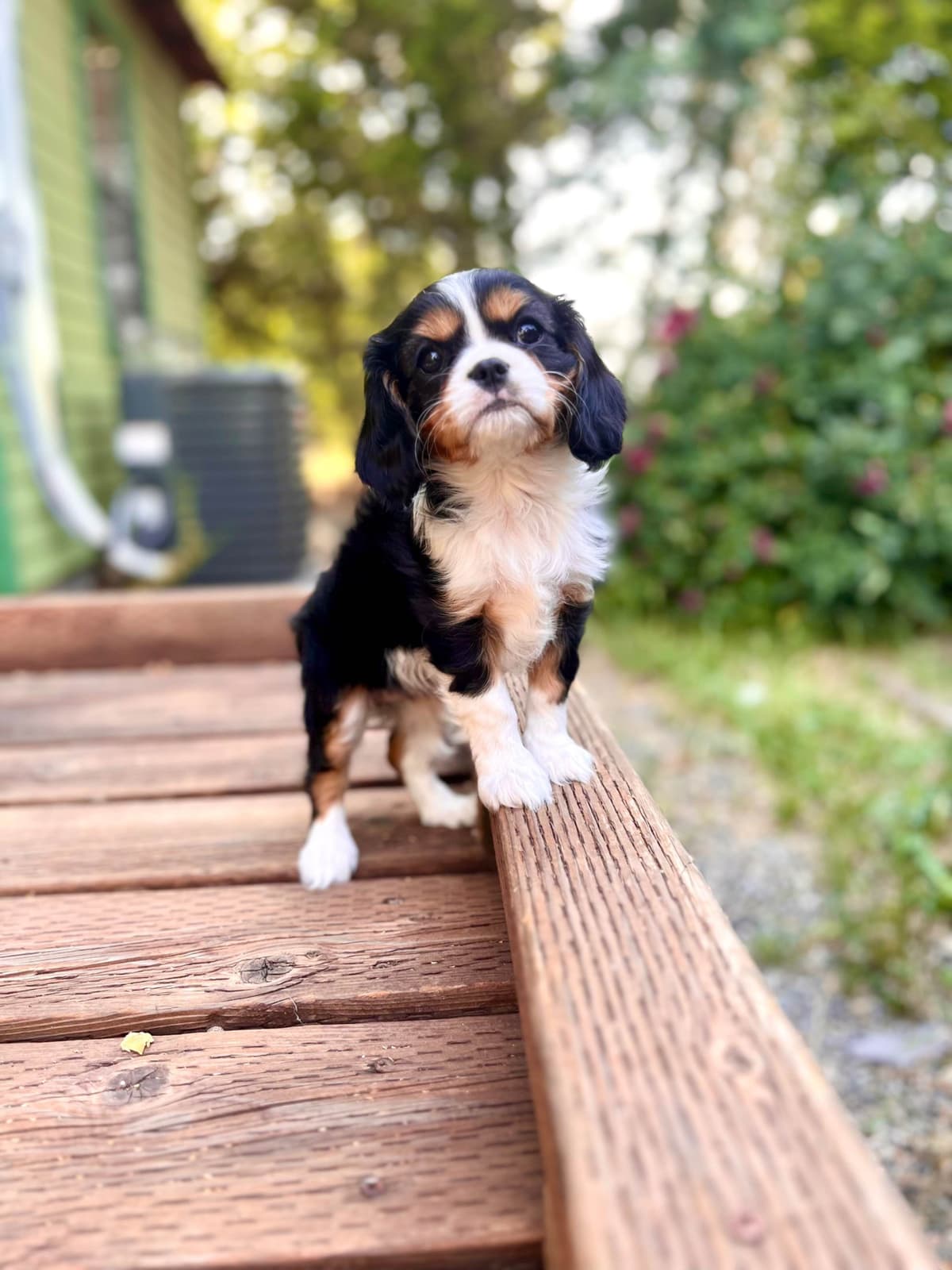 💛 Cavalier King Charles Spaniel Puppies🐶 breeder image 2