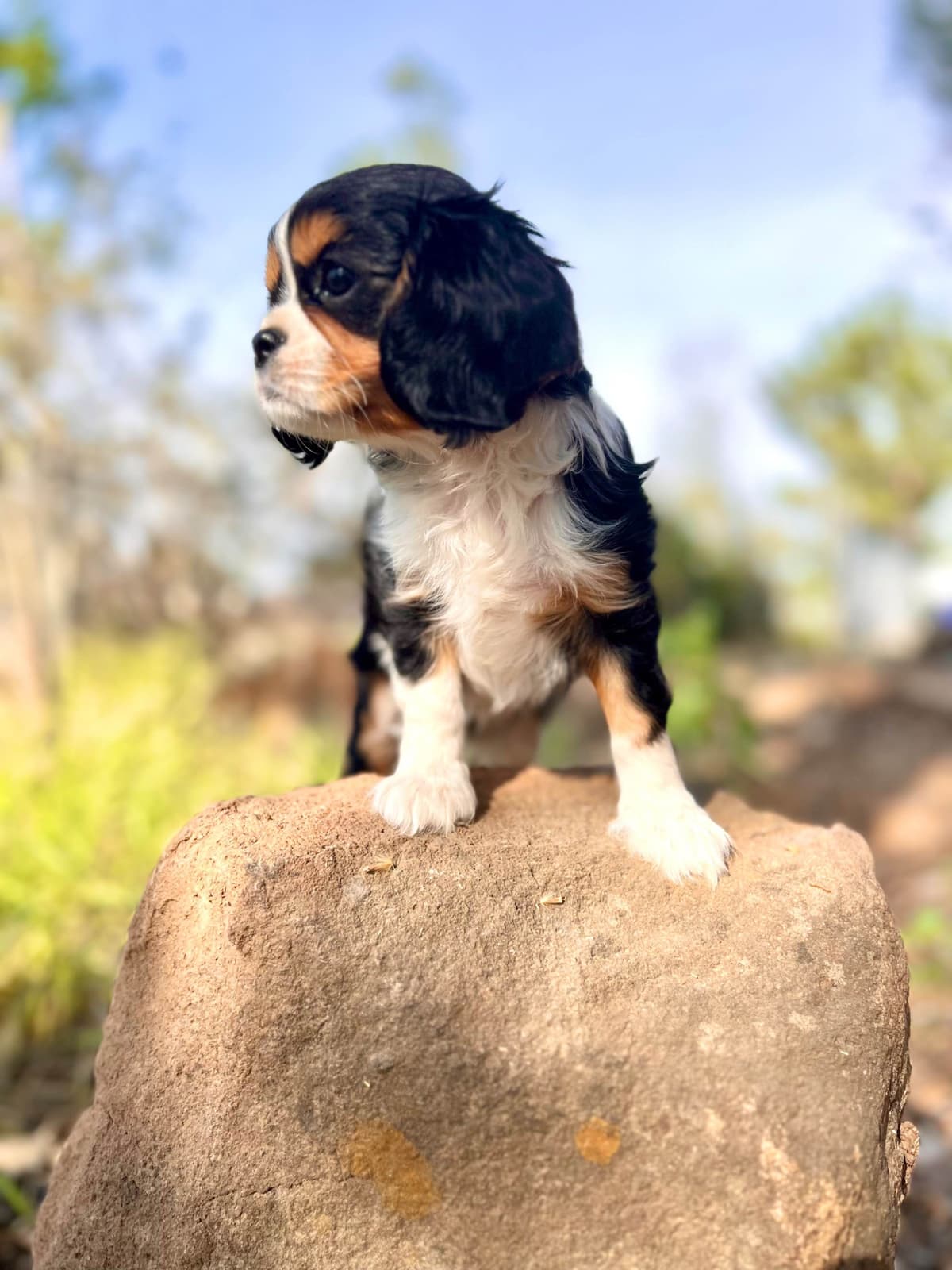 💛 Cavalier King Charles Spaniel Puppies🐶 breeder image 12