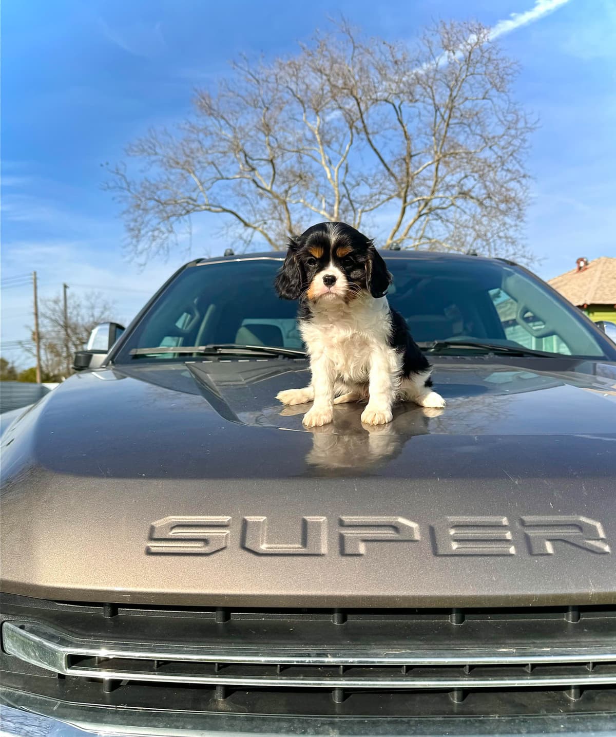 💛 Cavalier King Charles Spaniel Puppies🐶 breeder image 3