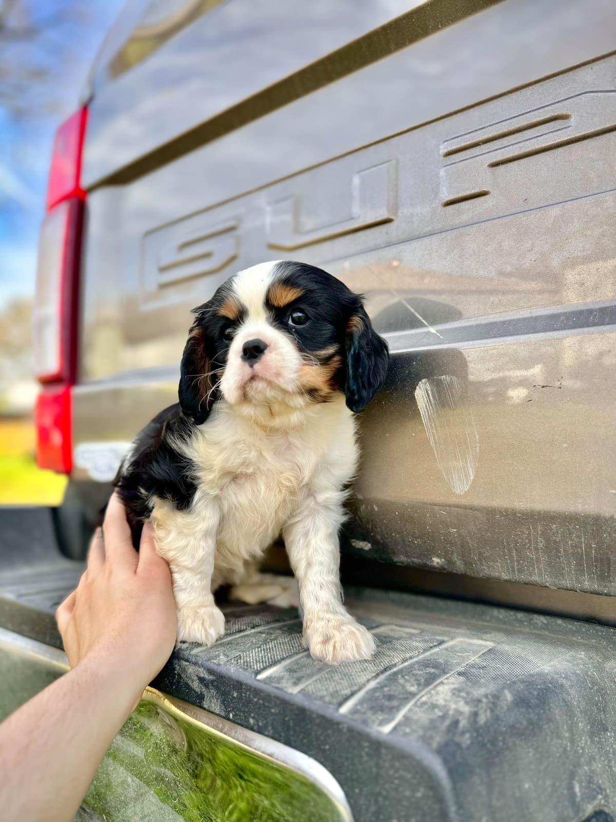 💛 Cavalier King Charles Spaniel Puppies🐶 breeder image 14