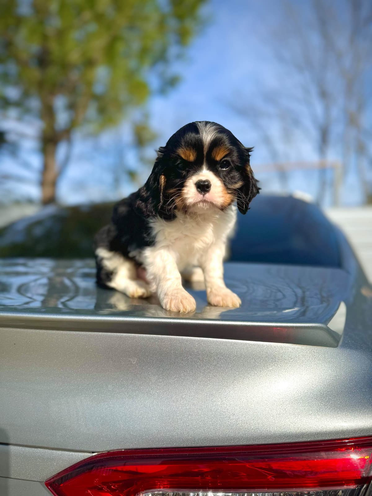 💛 Cavalier King Charles Spaniel Puppies🐶 breeder image 6