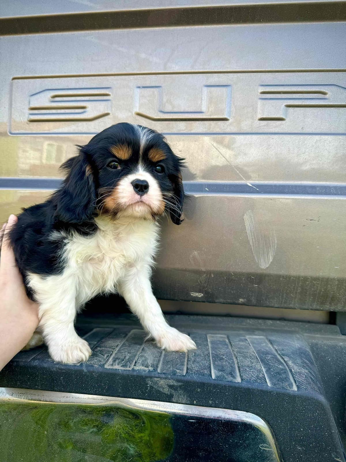 💛 Cavalier King Charles Spaniel Puppies🐶 breeder image 13