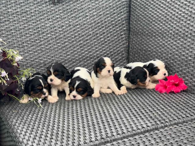💛 Cavalier King Charles Spaniel Puppies🐶 media 19