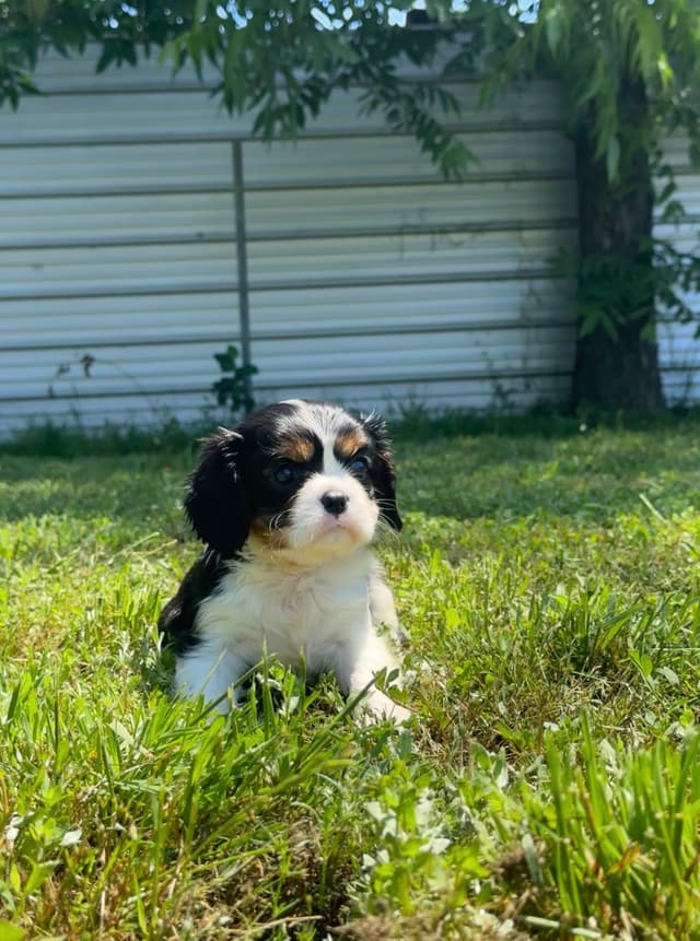 💛 Cavalier King Charles Spaniel Puppies🐶 media 10