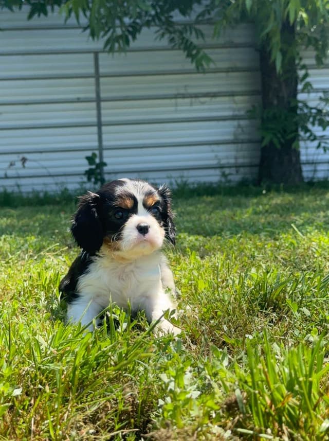 💛 Cavalier King Charles Spaniel Puppies🐶 media 6