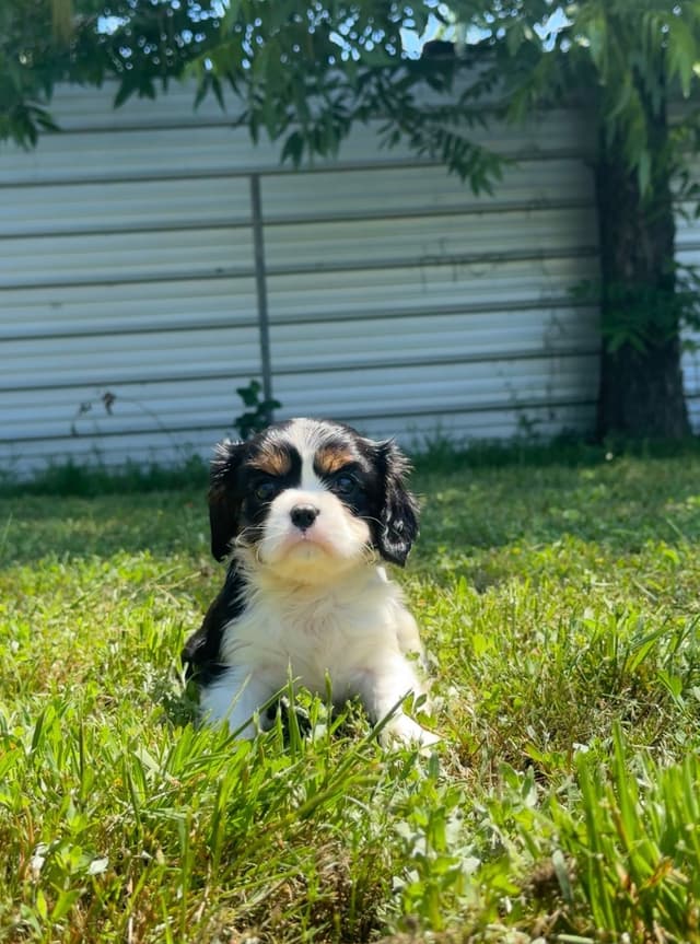 💛 Cavalier King Charles Spaniel Puppies🐶 media 7