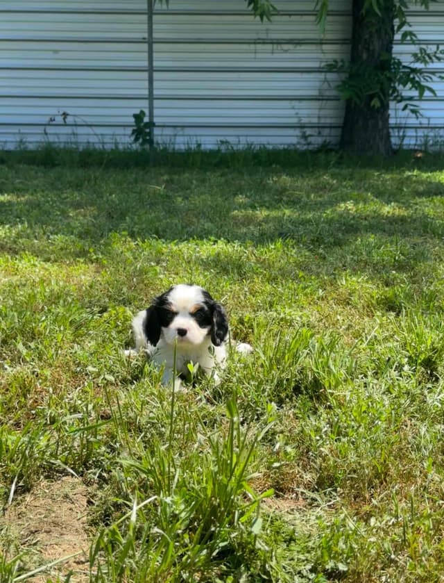 💛 Cavalier King Charles Spaniel Puppies🐶 media 11