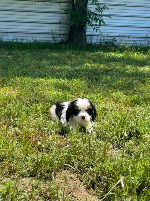 💛 Cavalier King Charles Spaniel Puppies🐶 media 12