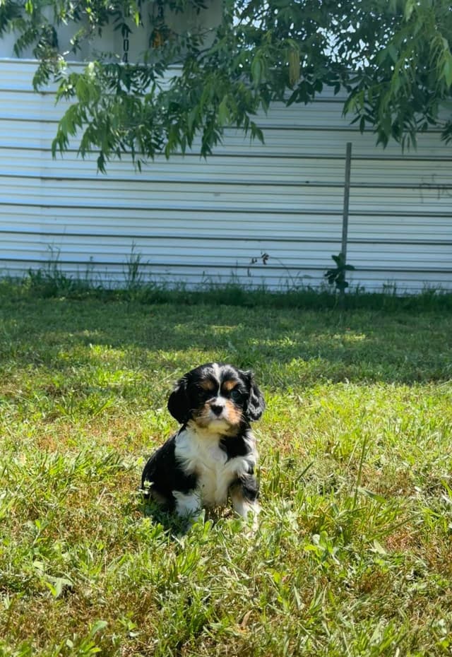 💛 Cavalier King Charles Spaniel Puppies🐶 media 9