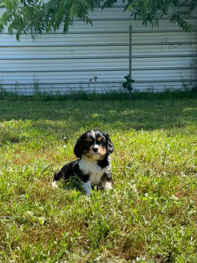 💛 Cavalier King Charles Spaniel Puppies🐶 media 8