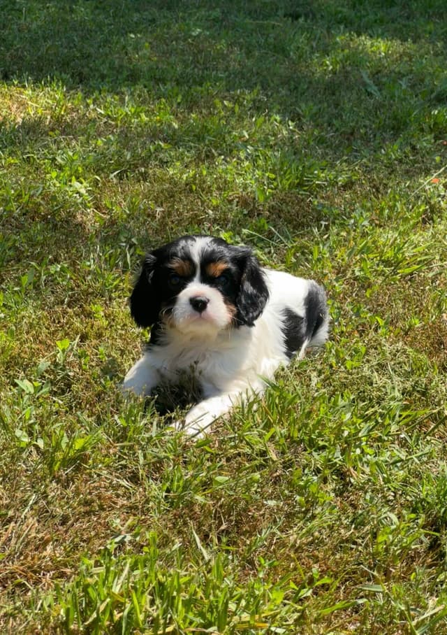 💛 Cavalier King Charles Spaniel Puppies🐶 media 13