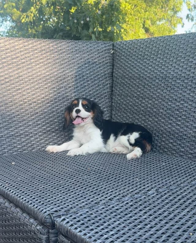 💛 Cavalier King Charles Spaniel Puppies🐶 media 15