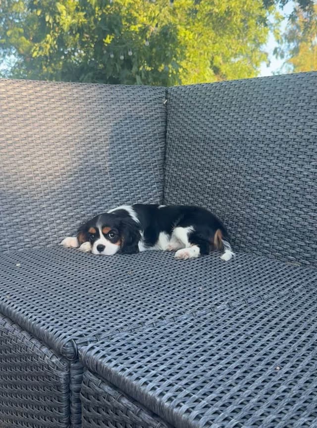 💛 Cavalier King Charles Spaniel Puppies🐶 media 14
