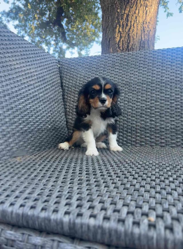 💛 Cavalier King Charles Spaniel Puppies🐶 media 17
