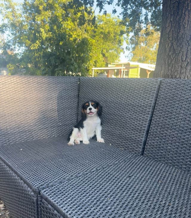 💛 Cavalier King Charles Spaniel Puppies🐶 media 16