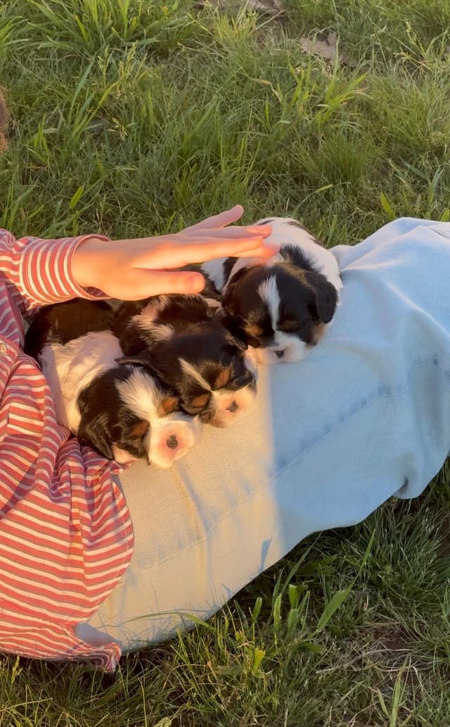 💛 Cavalier King Charles Spaniel Puppies🐶 media 2