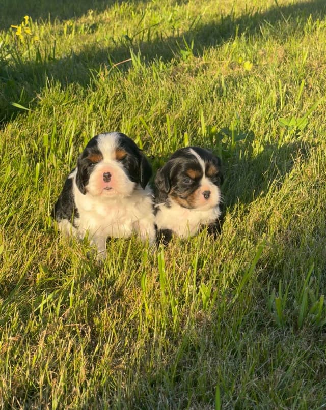 💛 Cavalier King Charles Spaniel Puppies🐶 media 4