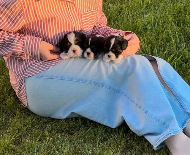 💛 Cavalier King Charles Spaniel Puppies🐶 media 5