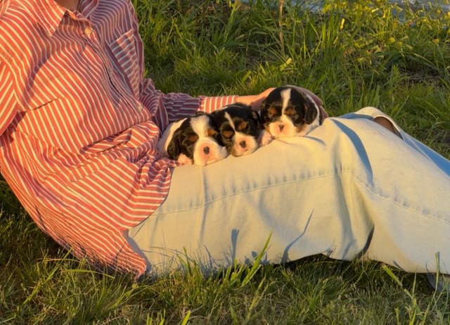 💛 Cavalier King Charles Spaniel Puppies🐶 media 3