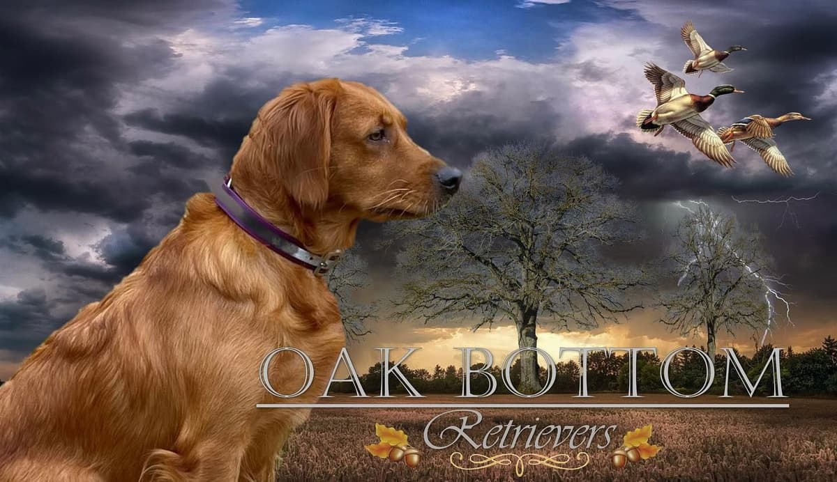 Golden Retriever Puppy (female) - Dark Field Golden breeder image 1