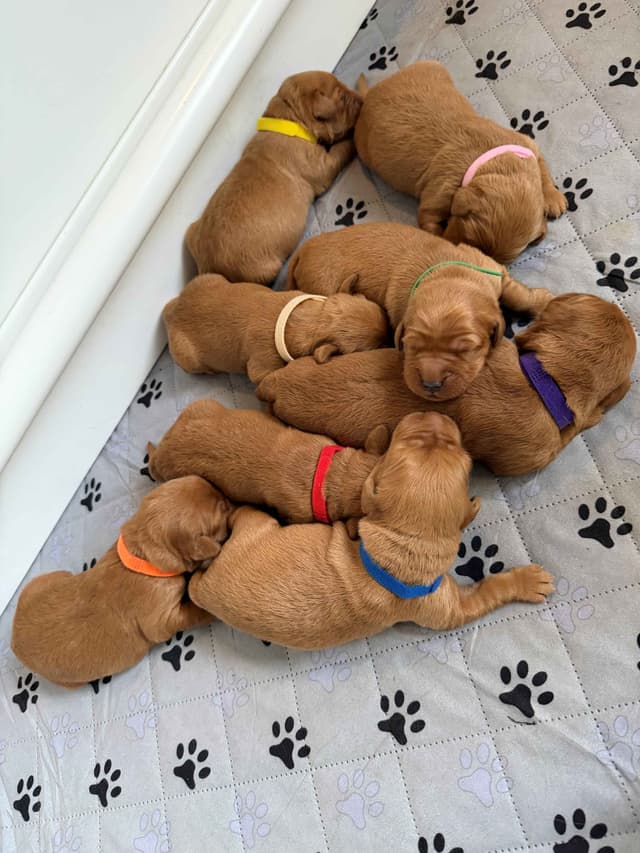 Golden Retriever Puppy (female) - Dark Field Golden media 3