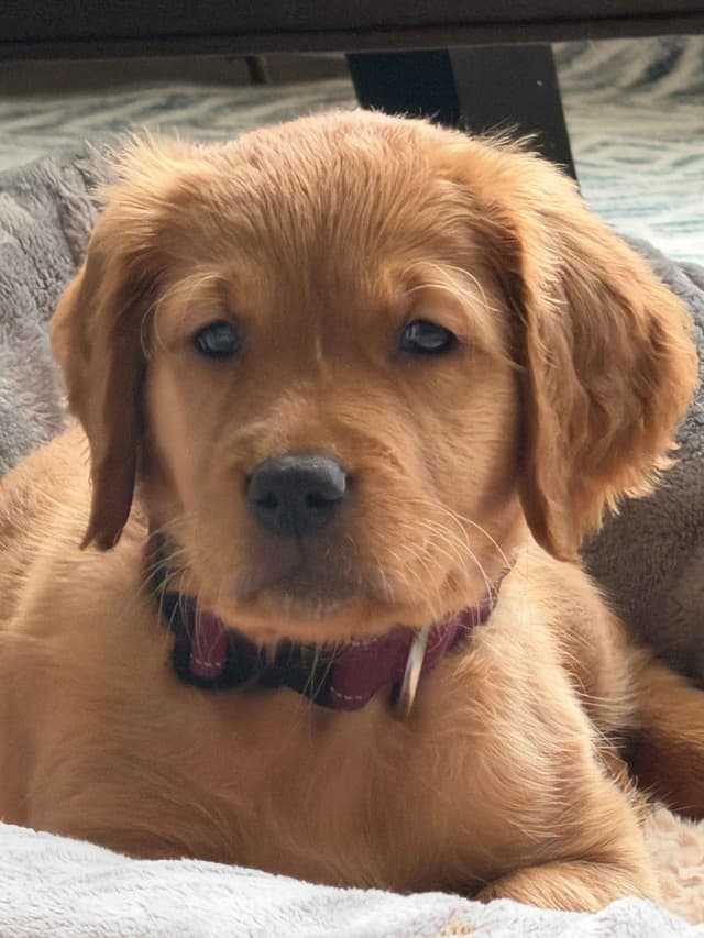 Golden Retriever Puppy (female) - Dark Field Golden media 4