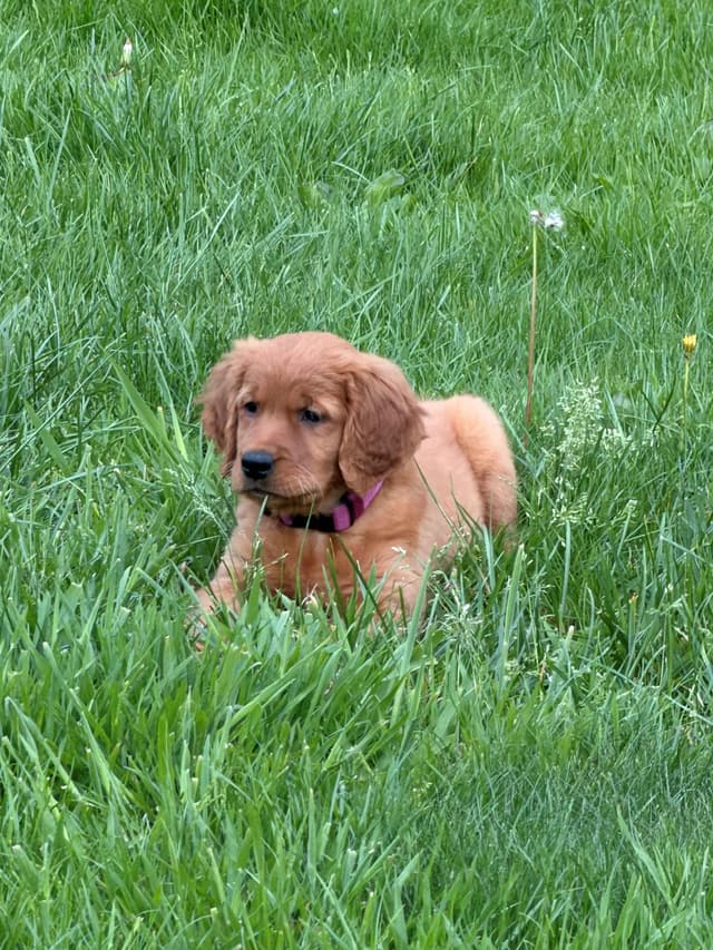 Golden Retriever Puppy (female) - Dark Field Golden media 5