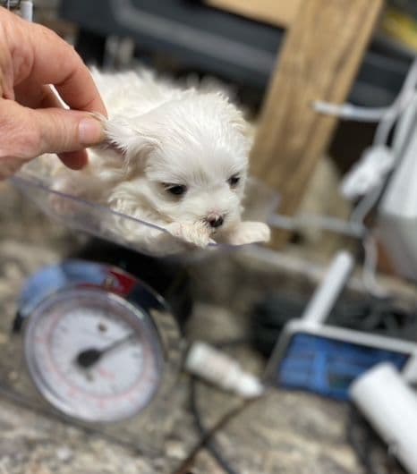 Maltese Puppies breeder image 2