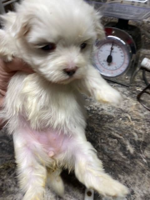 Maltese Puppies breeder image 1