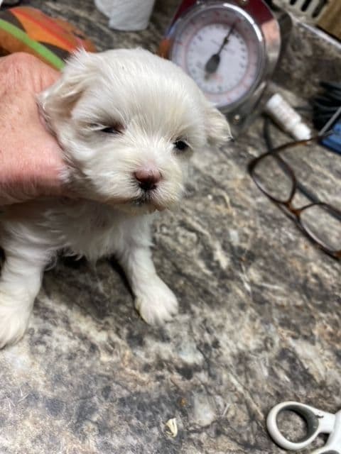 Maltese Puppies breeder image 3